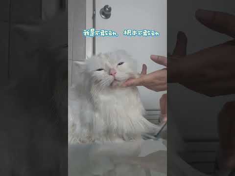 当我周末心血来潮给我家猫洗剪吹！猫：剪得不错，以后别剪了。 #泰国 #猫 #猫咪