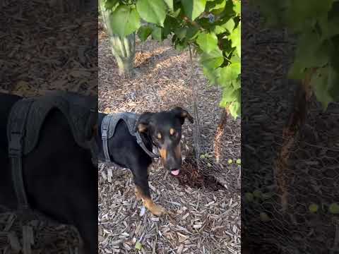 THIS is why I keep losing apricots! Zone 9b #gardening Tucson, Arizona