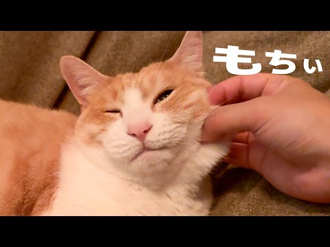 猫のもっちもちのほっぺたをつねります。