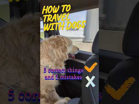 How to travel with dogs by car #short #dog #goldens #golden retriever