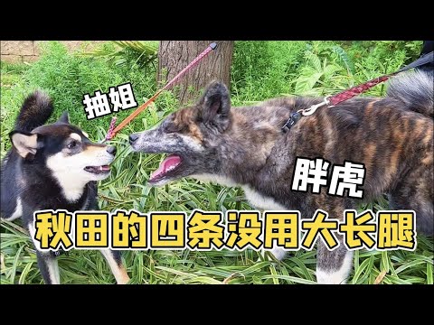 😂秋田犬的四條腿真的是各有各的想法！