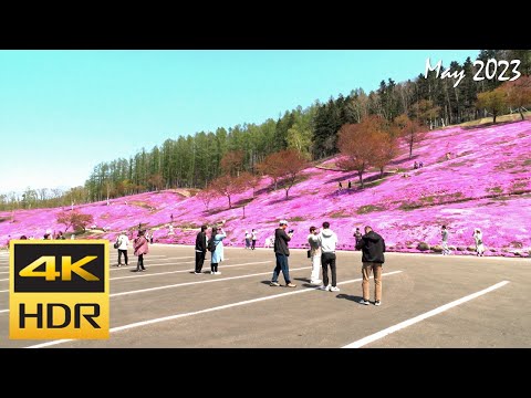 [4K HDR] 芝ざくら滝上公園を散策-滝上町 / Strolling around Shibazakura Takinoue Park (Hokkaido, Japan)