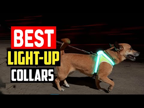 ✅Top 5 Best Light Up Collars in 2024