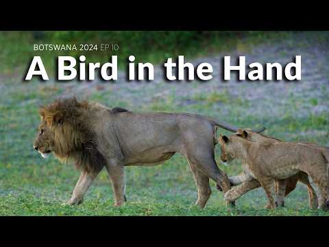 A Bird in the Hand - Botswana 2024 Wildlife Filmmaking BTS Ep 10