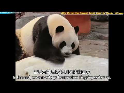 奇三妹以为是有人来偷熊 Qi Sanmei thought someone came to steal the bear #panda #cute #funny #giantpanda