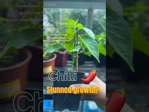 How to fix stunted growth on chilli plants #chilli #gardening #shorts