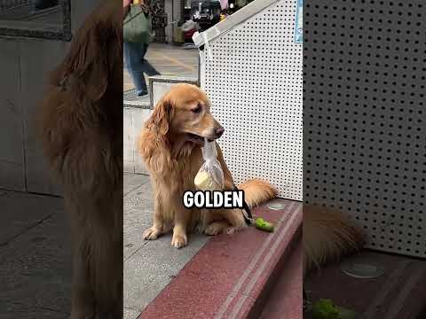 Golden Retriever Lost his Mom