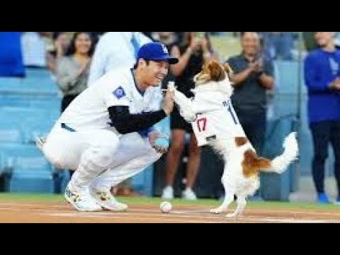 大谷翔平「この犬種の数は減っている」愛犬・デコピンと同じ犬種の普及願う　AP通信インタビューで語る