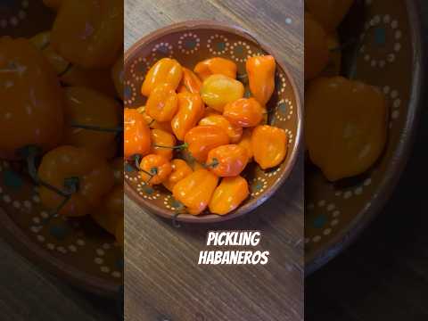 Today on the Homestead: Easy Pickled  Habanero Peppers | Hot & Tangy Kitchen Staple #shorts