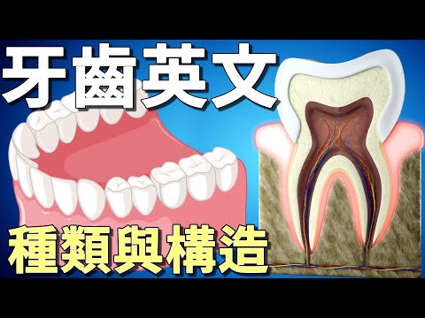 立刻學會牙齒英文名稱 | 牙齒種類 | 牙齒結構英文 | Types of Teeth and Structure of a Tooth in English