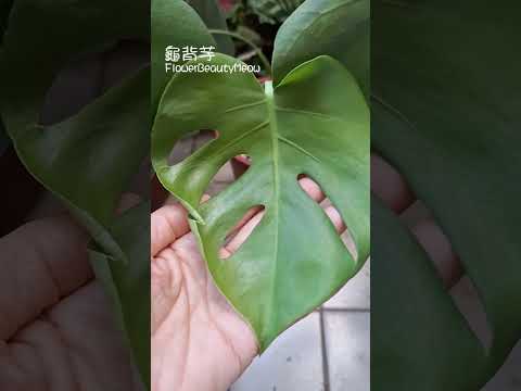 【龜背芋】觀葉植物｜観葉植物｜芋頭類｜療癒｜植栽｜盆栽 好感動~歷經一年三個月~第6葉新嫩葉終於裂開了🤩😍🌱💚 #観葉植物 #shortsvideo #shorts #龜背芋 #園藝