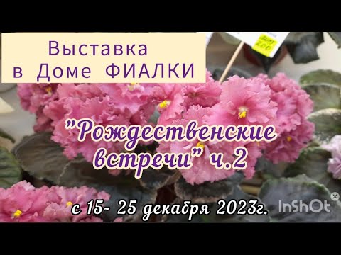 Фиалки -2023. Часть 2 Выставка с 15.12 - 25.12.23 г. "Рождественские встречи"  в Доме Фиалки #фиалки