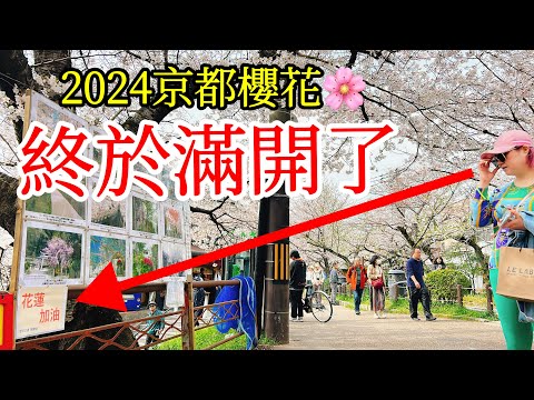 【日本旅遊】京都的櫻花終於滿開了！2024年京都櫻花季现况🌸京都賞櫻名所・京都自由行攻略・京都旅遊・日本自由行・南禪寺・京都一人遊・哲學之道・蹴上・木屋町・祇園白川・京都站・Kyoto・花蓮加油！