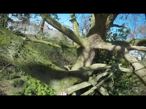 Climbing 100 Trees #2 (Unseen Angles)