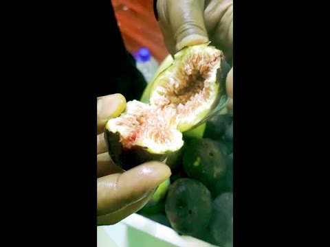 Teen fruit 🌰তীন ফল মাশাআল্লাহ #madina #makkah #shorts