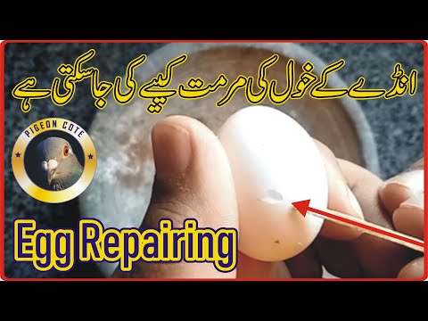 How To Repair Crack Eggs | Egg Shell Repair | Pigeon Cote | How To Repair a Crack Egg Shell