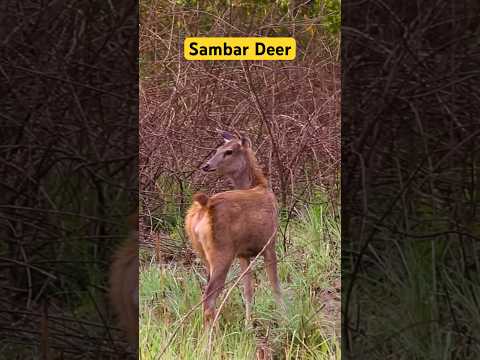 Tiger Favourite Food Sambar Deer - Jim Corbett National Park #shorts #tiger #deer #jimcorbett