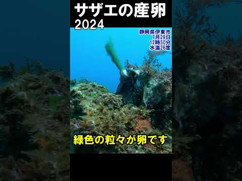 サザエの産卵2024  #水中映像 #サザエ #産卵 @aquaticpro