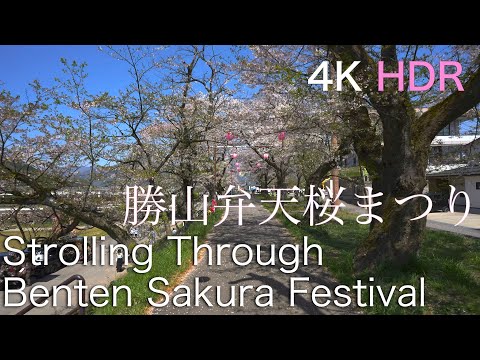 [4K HDR]walk through Benten Sakura Festival 勝山弁天桜まつり 散策