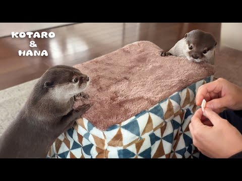 Otters Fall in Love with Warm Kotatsu (Heated Table)