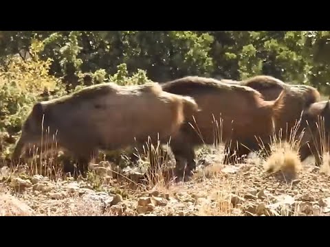 BEST WILD BOAR HUNTING VIDEOS  -  EN İYİ DOMUZ AVLARI