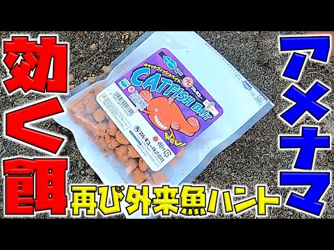 調子にのって再びアメナマ釣りしに行った結果・・・。