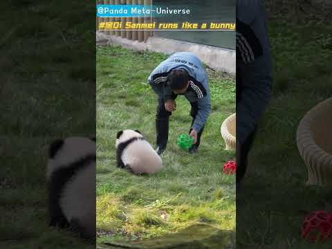 奇三妹跑起来像小兔子 Qi Sanmei runs like a bunny #panda #cute #funny #redpanda #giantpanda