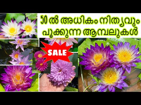 ആമ്പൽ 50 ൽ അധികം Variety കൾ Waterlily Sale at cheap price