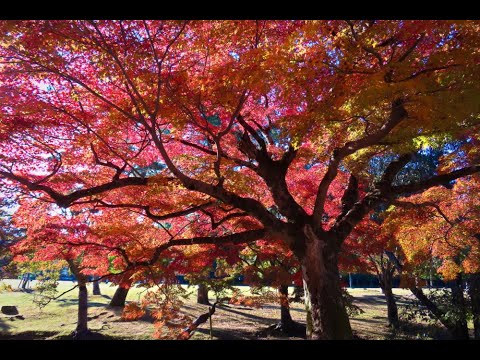 紅葉の奈良公園スライドショー 2024.11.25