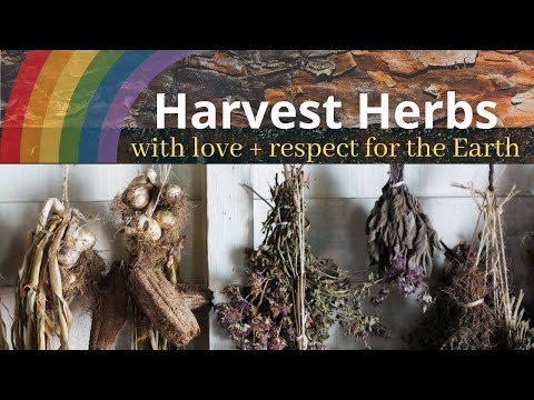 How to Harvest Herbs (with love + respect for the Earth)