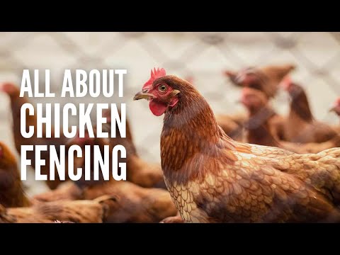 Fencing for Chickens: How to Pick the Right Fences