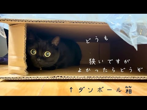 新しいキャットタワーよりダンボール箱を気に入ってなかなか出てこない黒猫