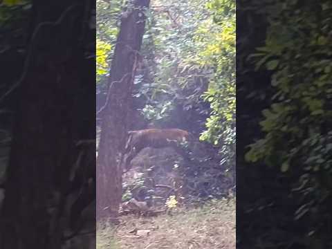 Sub adults yet #pannatigerreserve #travel #madhyapradesh #nature #tigers