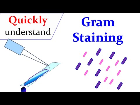 Gram staining