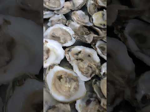 Oysters