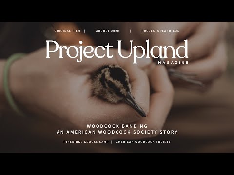 Woodcock Banding - An American Woodcock Society Story