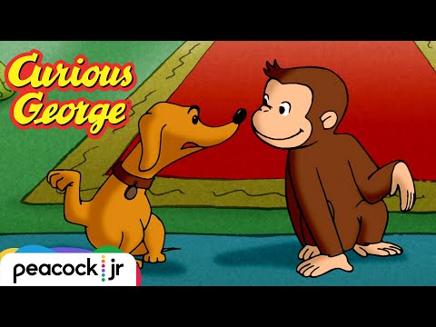 Dog for a Day 🐶 | CURIOUS GEORGE