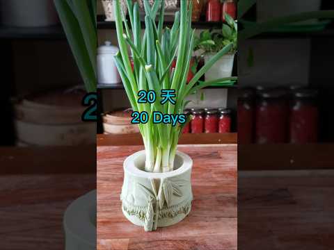 Kid learns to grow scallions and make scallion pancakes