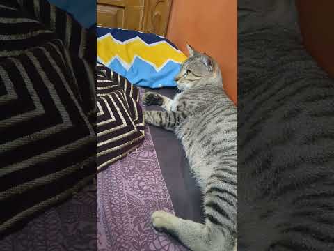 Iva eangayum poga mattan #trending #cat #petlovers #funny #catlover #comedy #viralshorts