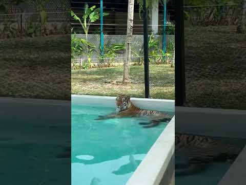 Tiger in swimming pool 😅 swimming time #pattayatigerpark  #tiger #tigerpark