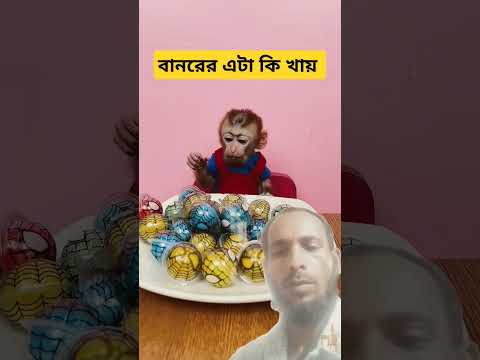 বানর এটাৃ,কি খায়   Banur ETA Ki Hai #motivation #video #cat