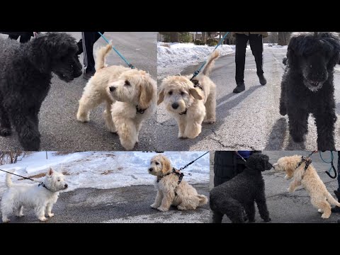 【Goldendoodle Puppy in US】First Time Walking with Ella, the Poodle/プードルのアラと一緒に初散歩