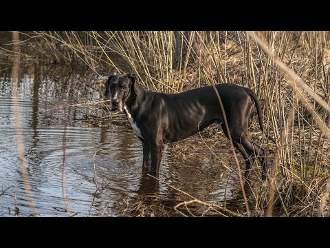 Great Dane and Canine Scent Work Mastering Their Nose