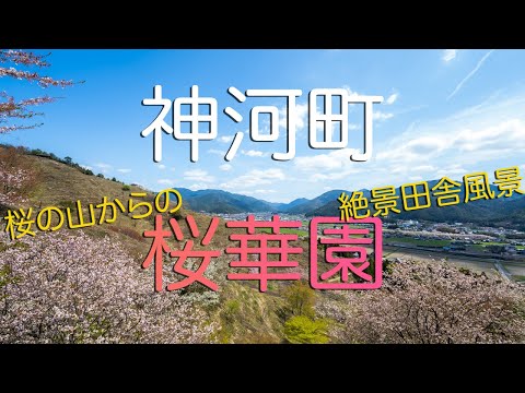 【兵庫県神河町】桜の山・桜華園の絶景田舎風景｜Sakura Mountain Ohka-En in Kamikawa Town, Hyogo Japan.