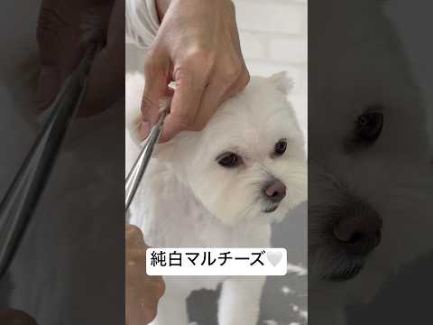 元気いっぱいマルチーズのトリミング密着✂︎#マルチーズ #犬動画 #犬 #可愛い #癒し #ショート #犬のいる暮らし #トリミング #マルチーズ犬