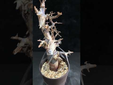 1円～ 最落無し 発根管理中 珍樹 希少 Commiphora africana コミフォラ アフリカーナ ベアルート 1円オク 輸入 塊根