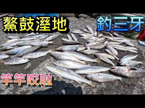 來去鰲鼓溼地釣三牙 最近三牙很咬喔 這種魚很好吃但季節很快就過了 要釣的人趕緊去釣