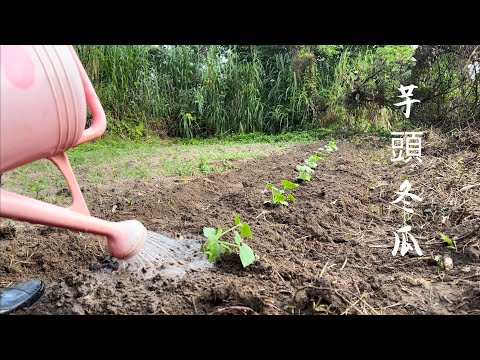 種芋頭冬瓜 | 地植