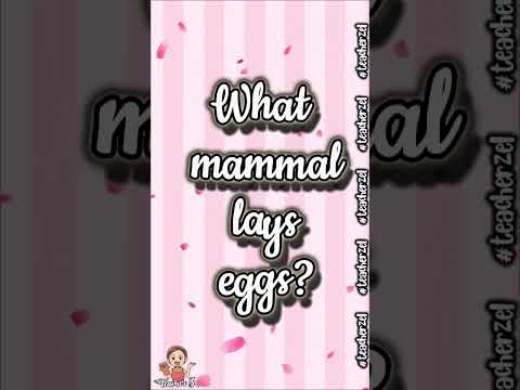 What mammal lays eggs? #teacherzel #questions #knowledge #generalknowledge #teacherzel2024