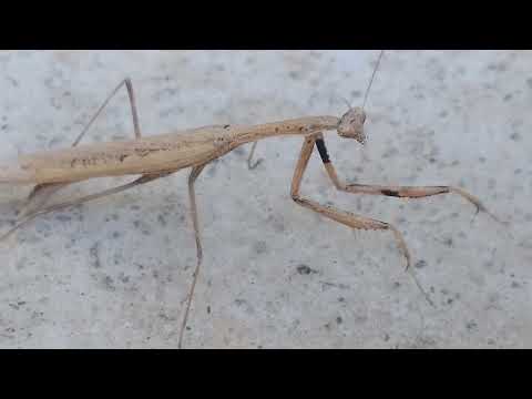 WHAT IS THIS|AMAZING VIDEO|BANGALORE